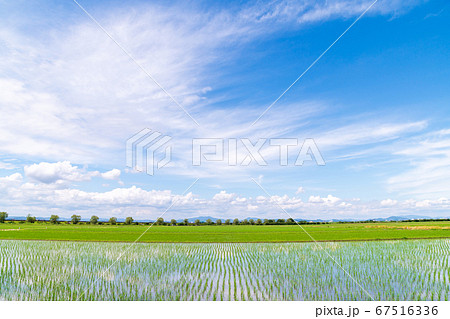 田植え後 田植え後 67516336