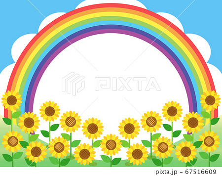 ひまわり58 ヒマワリ 向日葵 花 植物 ひまわり58 ヒマワリ 向日葵 花 植物 67516609