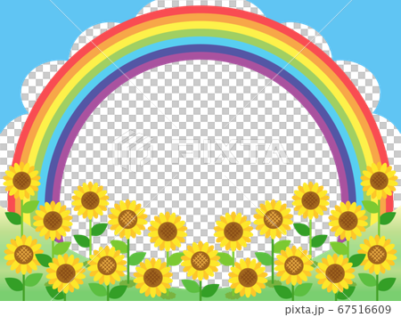 ひまわり58 ヒマワリ 向日葵 花 植物 ひまわり58 ヒマワリ 向日葵 花 植物 67516609