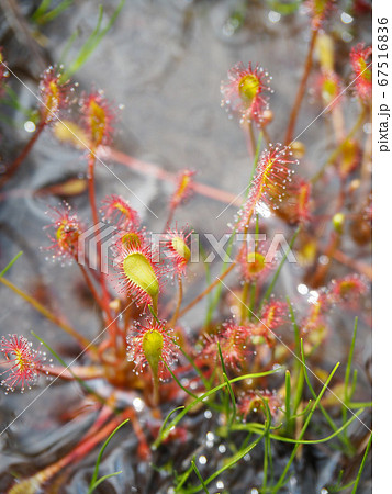 サジバノモウセンゴケ 67516836