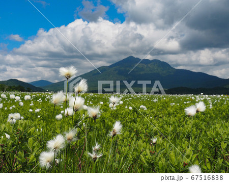 初夏の尾瀬ヶ原 初夏の尾瀬ヶ原 67516838