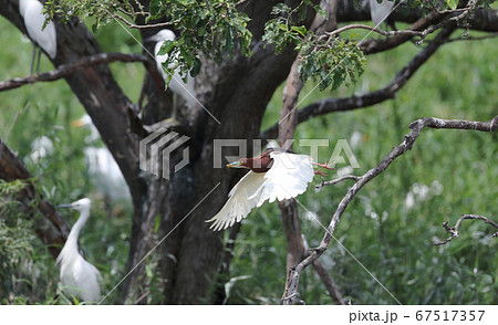 飛び立つアカガシラサギの夏羽 67517357