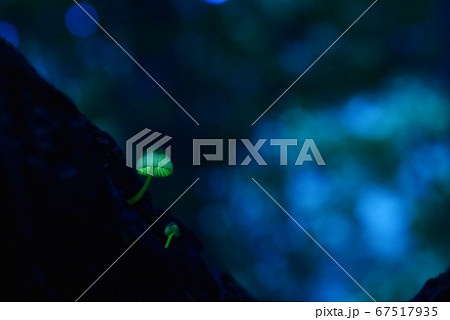 森の妖精980 67517935