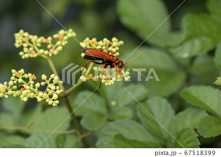 ベッコウクモバチ 67518399