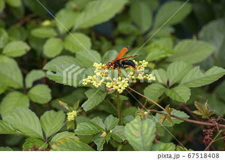 ベッコウクモバチ 67518408