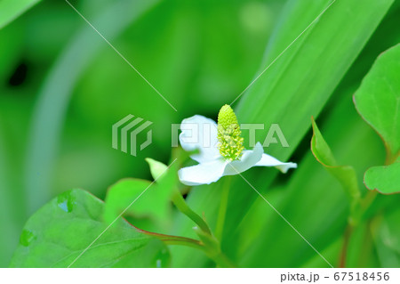 ドクダミの白い花の写真素材