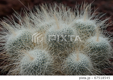 7月　調布354長刺白珠丸･サボテン科･温室･神代植物公園 67518545