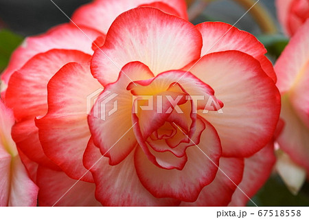 7月 調布341ベゴニア・シュウカイドウ科・温室・神代植物公園 7月 調布341ベゴニア・シュウカイドウ科・温室・神代植物公園 67518558