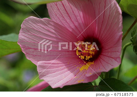 7月 調布325アメリカフヨウ アオイ科 神代植物公園の写真素材