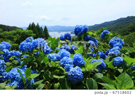 舞鶴自然文化園から見る舞鶴湾の写真素材