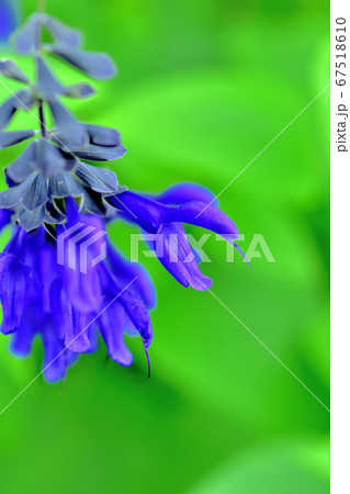 青い花サルビアカラニチカ 67518610
