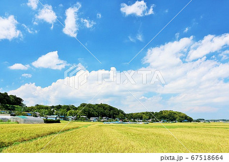 秋の青空と実りの田園風景 秋の青空と実りの田園風景 67518664