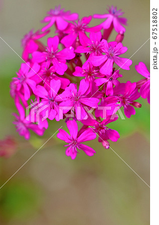 ピンクの花サクラソウ ピンクの花サクラソウ 67518802
