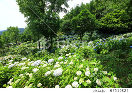 舞鶴自然文化園紫陽花園の写真素材