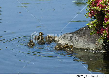 カルガモのヒナたちが池の上を泳いで散歩中 67519576