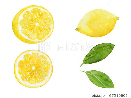 まるごとレモンと半分のレモン 断面 葉っぱのセット 水彩イラストのイラスト素材