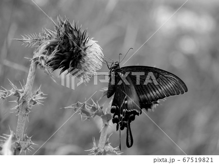 アゲハチョウ 67519821
