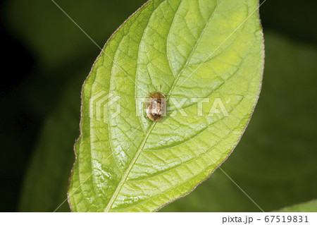 イノコズチハムシ 67519831