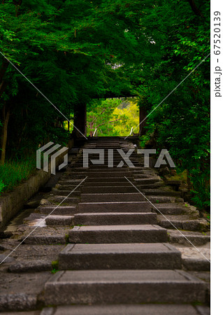 高台寺へと続く緑のトンネル2020 高台寺へと続く緑のトンネル2020 67520139