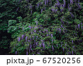 ふじの花 67520256