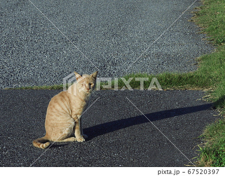 西日を浴びる猫 67520397