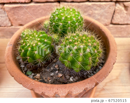 Small cactus in pot on shelf for the home decoration 67520515