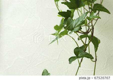 星形のつる性の観葉植物と白い壁の背景素材  アイビー 67520707