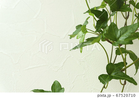 星形のつる性の観葉植物と白い壁の背景素材 アイビーの写真素材