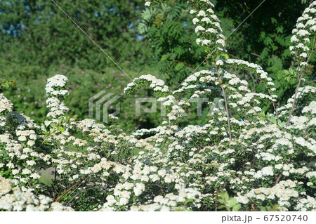 Blooming Spiraea with white flowers. 67520740