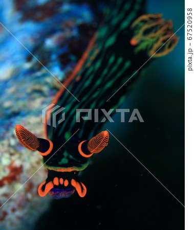 鮮やかな蛍光オレンジ色のアカフチリュウグウウミウシ 67520958