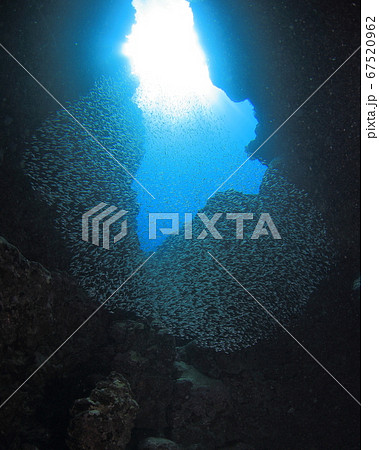 夏の太陽とウスモモテンジクダイの魚群 67520962