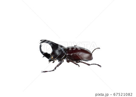 Beetle on white background with clipping path. Beetle on white background with clipping path. 67521082