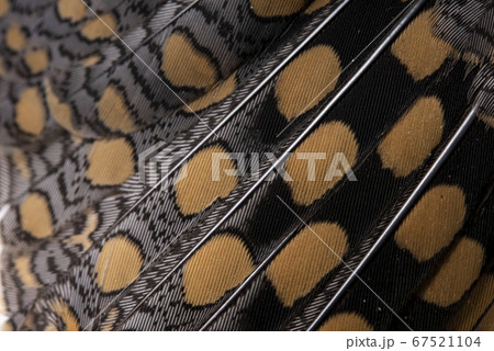 Closeup & Texture Closeup & Texture 67521104