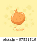 Onion Vegetable vector illustration 67521516