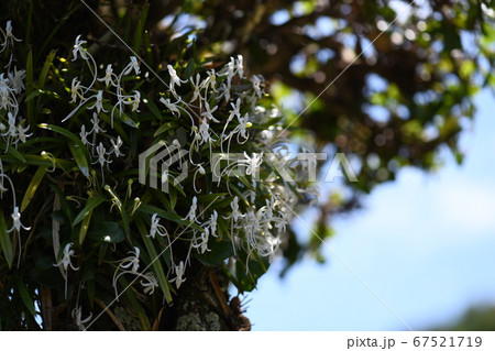 フウランと梅雨の晴れ間 67521719
