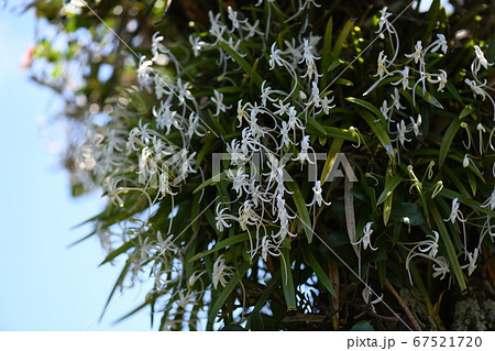 フウランと梅雨の晴れ間 67521720