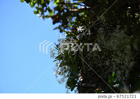 フウランと梅雨の晴れ間 67521721