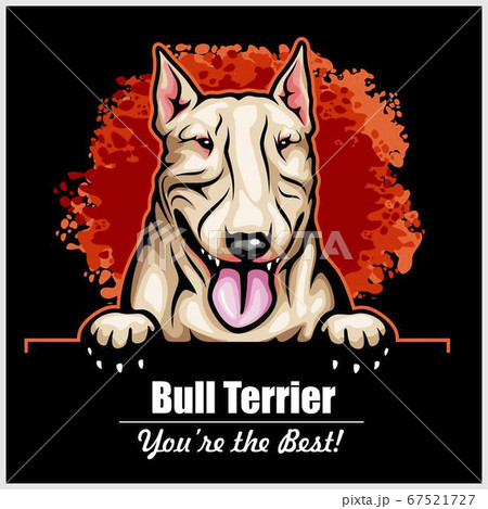 Bull Terrier - Peeking Dogs - breed face head isolated on black 67521727
