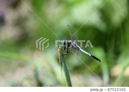 成熟したシオカラトンボの雄 67522103