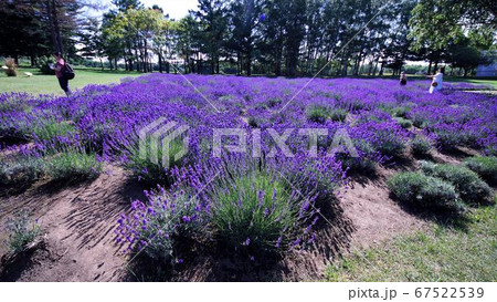 羊ヶ丘展望台のラベンダー園 羊ヶ丘展望台のラベンダー園 67522539