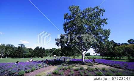羊ヶ丘展望台のラベンダー園 羊ヶ丘展望台のラベンダー園 67522547