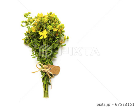 Bunch of St. John's wort on a white 67523151
