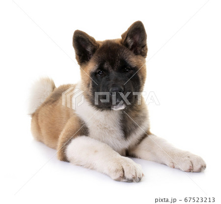 puppy american akita 67523213
