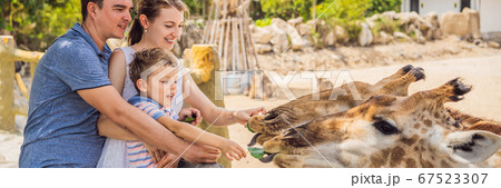 Happy mother, father and son watching and feeding giraffe in zoo. Happy family having fun with animals safari park on warm summer day BANNER, LONG FORMAT 67523307