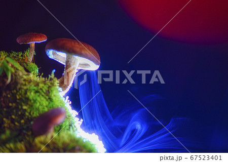 キノコの胞子放出 67523401