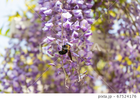 蜜を採るクマバチと藤の花の写真素材