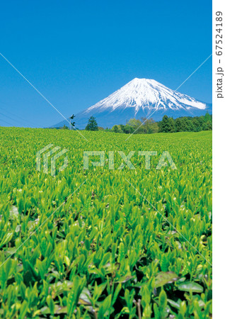 茶畑と富士山 茶畑と富士山 67524189