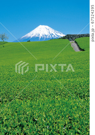 茶畑と富士山 茶畑と富士山 67524295