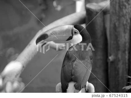 オオハシ 67524315