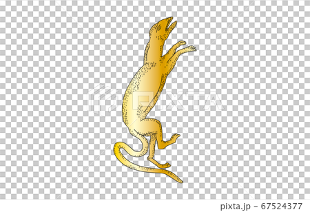 88星座影あり線なし金とかげ座 88星座影あり線なし金とかげ座 67524377